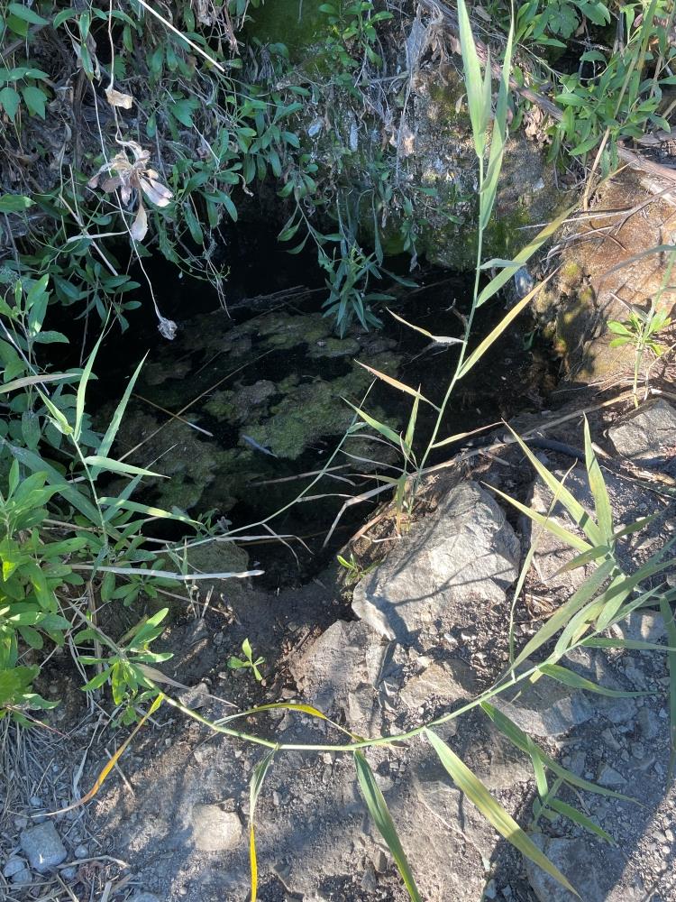 A spring with water diverted for illegal cannabis operations